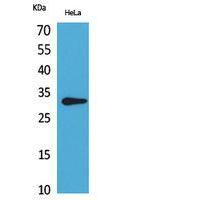 CD37 Polyclonal Antibody