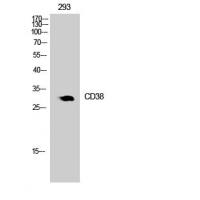 CD38 Polyclonal Antibody