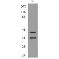 CD38 Polyclonal Antibody