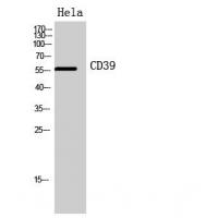 CD39 Polyclonal Antibody