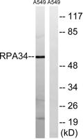 CD3EAP Polyclonal Antibody