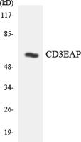 CD3EAP Polyclonal Antibody