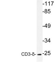 CD3-δ Polyclonal Antibody