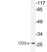 CD3-ε Polyclonal Antibody