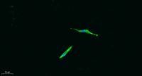 CD4 Polyclonal Antibody