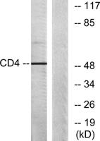 CD4 Polyclonal Antibody