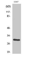 CD40 Polyclonal Antibody