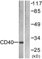CD40 Polyclonal Antibody