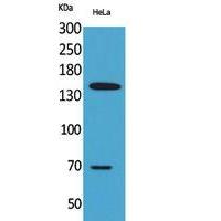 CD42b Polyclonal Antibody