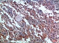 CD42c Polyclonal Antibody