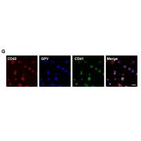 CD42d/GPV Polyclonal Antibody