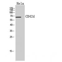 CD42d/GPV Polyclonal Antibody
