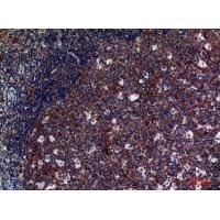 CD42d/GPV Polyclonal Antibody