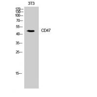 CD47 Polyclonal Antibody
