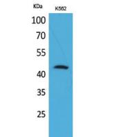 CD48 Polyclonal Antibody