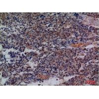 CD48 Polyclonal Antibody