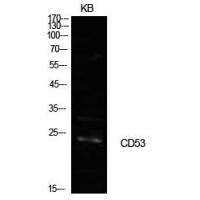 CD53 Polyclonal Antibody