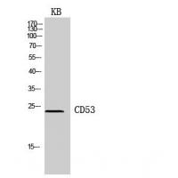 CD53 Polyclonal Antibody