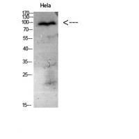 CD56 Polyclonal Antibody