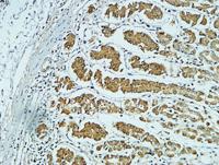 CD57 Polyclonal Antibody