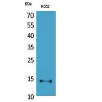 CD59 Polyclonal Antibody