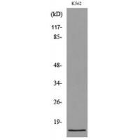CD59 Polyclonal Antibody