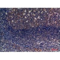 CD6 Polyclonal Antibody