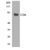 CD6 Polyclonal Antibody