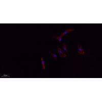 CD63 Polyclonal Antibody