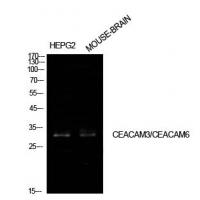CD66c/d Polyclonal Antibody