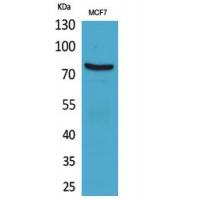 CD66e Polyclonal Antibody