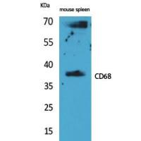 CD68 Polyclonal Antibody