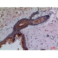 CD68 Polyclonal Antibody