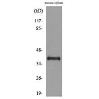 CD68 Polyclonal Antibody