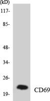 CD69 Polyclonal Antibody