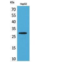 CD69 Polyclonal Antibody
