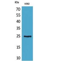 CD7 Polyclonal Antibody
