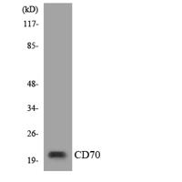 CD70 Polyclonal Antibody