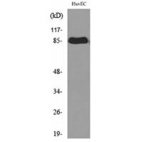 CD71/TfR Polyclonal Antibody