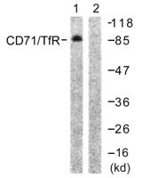 CD71/TfR Polyclonal Antibody