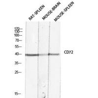 CD72 Polyclonal Antibody