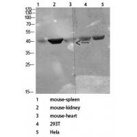 CD72 Polyclonal Antibody