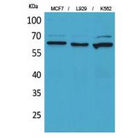 CD73 Polyclonal Antibody