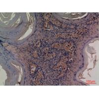 CD73 Polyclonal Antibody