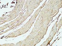 CD75 Polyclonal Antibody