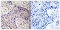 CD75 Polyclonal Antibody