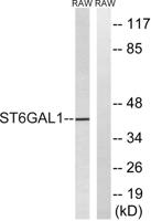 CD75 Polyclonal Antibody