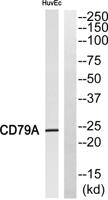 CD79a Polyclonal Antibody