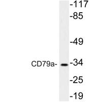 CD79a Polyclonal Antibody