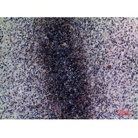 CD79b Polyclonal Antibody
